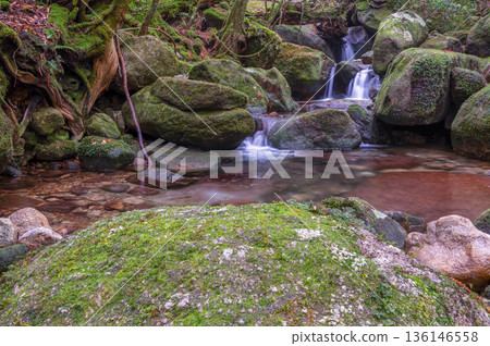 The most beautiful moss valley in Japan: Yakushima National Park (Winter) The most beautiful moss valley in Japan: Yakushima National Park (Winter) 136146558