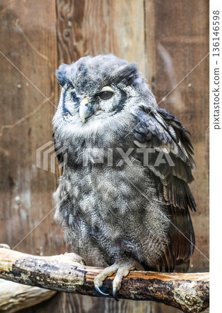 Kuwashimi misuku 136146598