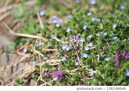 波斯菊混雜在雜草中 136146646