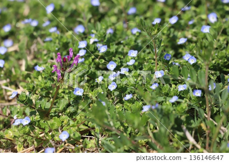 東方百合的藍色花朵在春天的田野裡盛開。 東方百合的藍色花朵在春天的田野裡盛開。 136146647