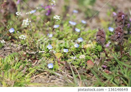 春日田野裡,波斯菊和荳蔻競相綻放。 春日田野裡,波斯菊和荳蔻競相綻放。 136146649