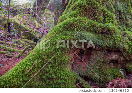日本最美的苔蘚森林:屋久島國立公園(冬季) 日本最美的苔蘚森林:屋久島國立公園(冬季) 136146810