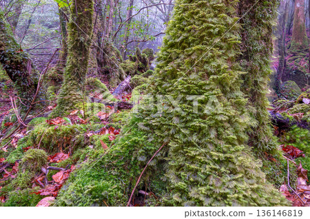 日本最美的苔蘚森林：屋久島國立公園（冬季） 136146819