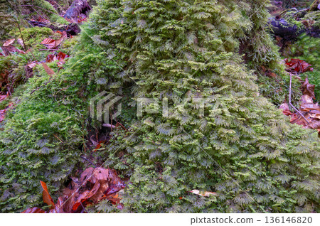 日本最美的苔蘚森林：屋久島國立公園（冬季） 136146820