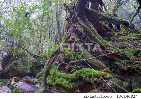 日本最美的苔蘚森林:屋久島國立公園(冬季) 日本最美的苔蘚森林:屋久島國立公園(冬季) 136146824