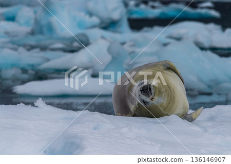 Crabeater Seal resting on a sheet of ice Crabeater Seal resting on a sheet of ice 136146907