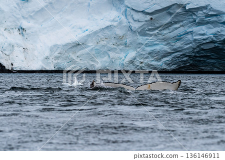 Tail of a humpback whale in the Antarctic Tail of a humpback whale in the Antarctic 136146911