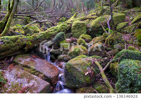 日本最美的苔蘚覆蓋的山澗:屋久島國立公園(冬季) 日本最美的苔蘚覆蓋的山澗:屋久島國立公園(冬季) 136146928