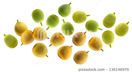 Whole ripe and unripe jackfruits scattered and isolated on white background, healthy food concept Whole ripe and unripe jackfruits scattered and isolated on white background, healthy food concept 136146970