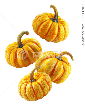 Set of vibrant orange decorative pumpkins with textured skin and water droplets on white background, concept of autumn harvest 136147016