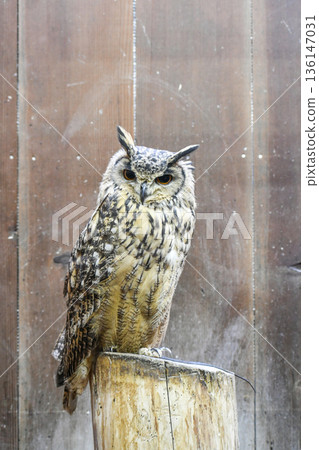 孟加拉Eagleworm 136147031