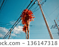 Orange aloe flowers blooming against a blue sky and a telephone pole 136147318