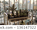 A collection of cacti growing on an urban balcony. Urban gardening 136147322