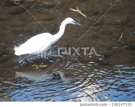 Little egret looking for food in the river Little egret looking for food in the river 136147335