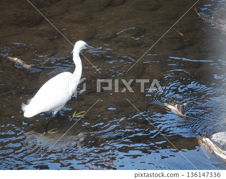 The harvest aiming at prey 136147336