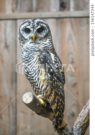 Rhododendron owl Rhododendron owl 136147344