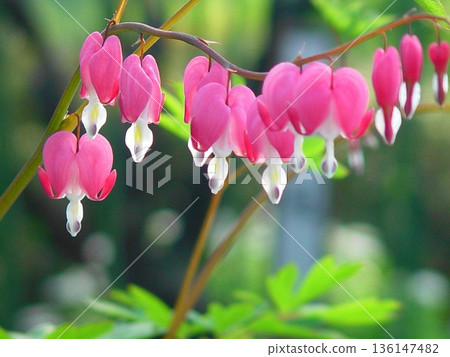 Blooming Taitsurisou flowers Flowers (May) Taitsurisou (fishing grass) 07 136147482