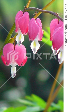 Blooming Taisurisou flowers (May) Taisurisou (fishing grass) 07V9.16 136147483