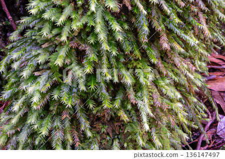 屋久島國立公園的杜鵑花苔蘚（冬季） 136147497