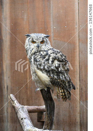 土庫曼雕 136147668