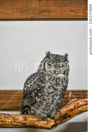 非洲鷹大石 136147669