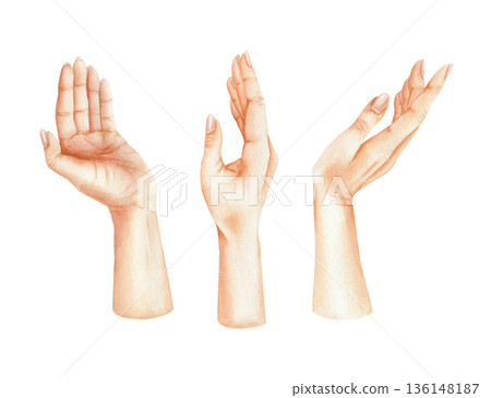Watercolor set of elegant female hands in different poses. Hand drawn graceful gestures illustration. Collection of delicate women palms. High-quality isolated elements for branding, beauty industry 136148187