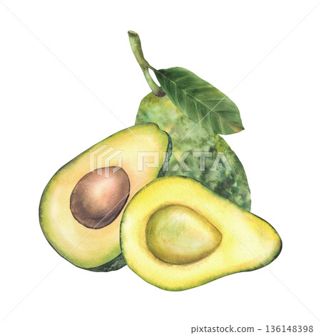 Avocado fruit Watercolor realistic hand drawn illustrations whole ripe avocado, halves cut vegetables with seed, stem and leaves. Isolated from background exotic food illustration for label, packaging Avocado fruit Watercolor realistic hand drawn illustrations whole ripe avocado, halves cut vegetables with seed, stem and leaves. Isolated from background exotic food illustration for label, packaging 136148398