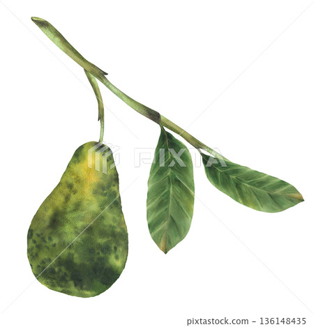 Watercolor avocado tree branch with fruit and green leaves. One ripe avocado hangs on plant twig. Hand drawn realistic botanical illustration isolated from background for vegetable market food, label. 136148435