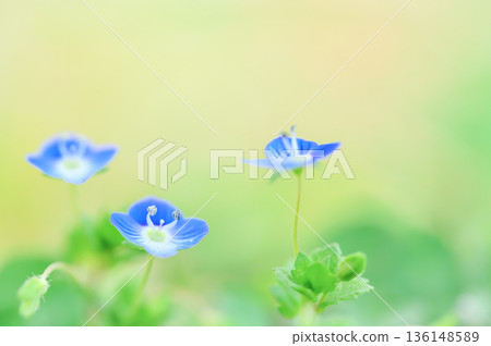 Giant dogfish blooming in the spring field 136148589