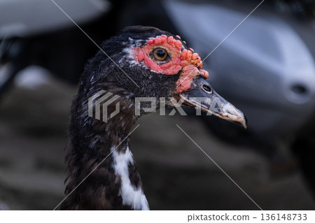 Close-up portrait of a male Muscovy Duck head and neck showing distinct red caruncles on the face, side profile view. Close-up portrait of a male Muscovy Duck head and neck showing distinct red caruncles on the face, side profile view. 136148733