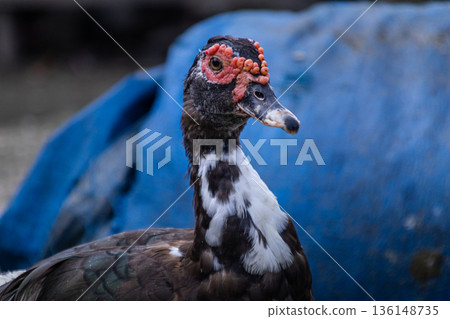 Close up of a Muscovy duck (Cairina moschata) head and neck featuring characteristic caruncles against a deep blue background. 136148735