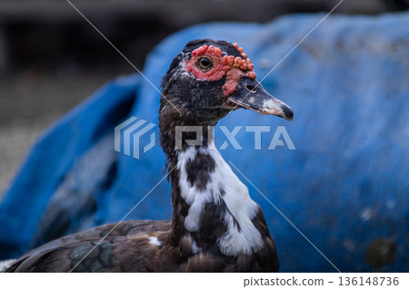 Close Up Portrait of Muscovy Duck Head and Neck with Red Caruncles 136148736