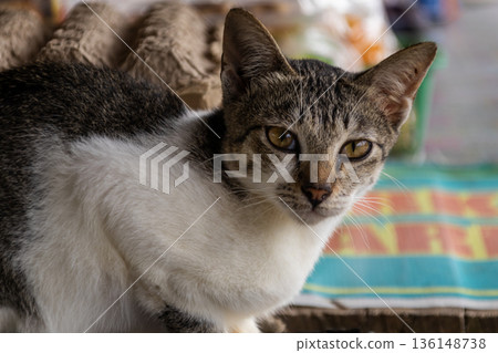 Close-up portrait of a domestic short-haired tabby and white cat with amber eyes looking directly at the camera outdoors. Close-up portrait of a domestic short-haired tabby and white cat with amber eyes looking directly at the camera outdoors. 136148738