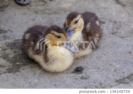 Two baby ducklings cuddling on rough gray concrete ground, high angle close-up shot. 136148739