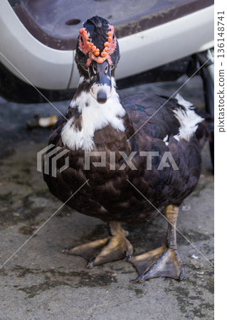 Muscovy duck black white standing concrete ground facing camera close up portrait caruncles. Muscovy duck black white standing concrete ground facing camera close up portrait caruncles. 136148741