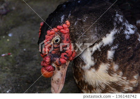 Extreme close-up portrait of a Muscovy duck drake's head with prominent red facial caruncles. Extreme close-up portrait of a Muscovy duck drake's head with prominent red facial caruncles. 136148742