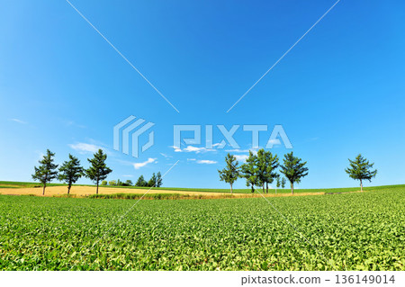 北海道夏日藍天與美瑛風光（淡七山） 136149014