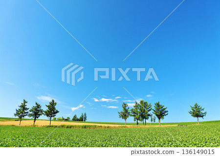 Hokkaido Summer blue sky and Biei scenery (Mild Seven Hills) Hokkaido Summer blue sky and Biei scenery (Mild Seven Hills) 136149015