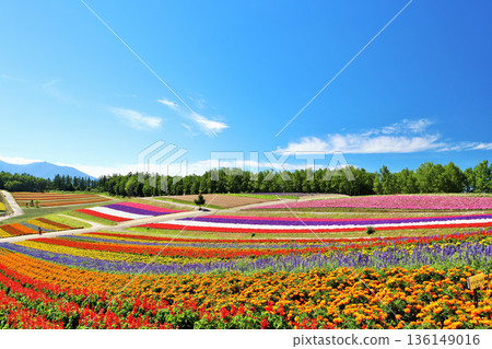 北海道夏日藍天 美麗四季彩之丘 136149016