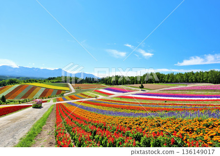 Hokkaido Summer Blue Sky Beautiful Shikisai no Oka 136149017