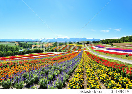 Hokkaido Summer Blue Sky Beautiful Shikisai no Oka Hokkaido Summer Blue Sky Beautiful Shikisai no Oka 136149019