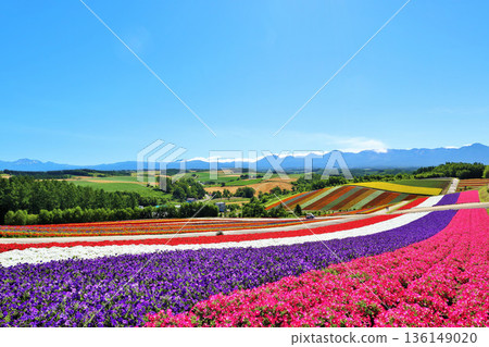 北海道夏日藍天 美麗四季彩之丘 北海道夏日藍天 美麗四季彩之丘 136149020