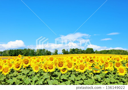Hokkaido summer blue sky and sunflower landscape 136149022