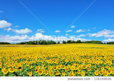 Hokkaido summer blue sky and sunflower landscape Hokkaido summer blue sky and sunflower landscape 136149026