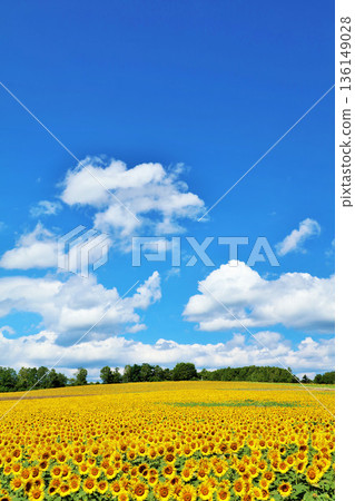 Hokkaido summer blue sky and sunflower landscape Hokkaido summer blue sky and sunflower landscape 136149028