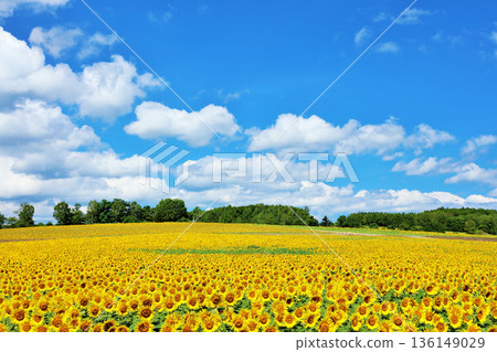 Hokkaido summer blue sky and sunflower landscape Hokkaido summer blue sky and sunflower landscape 136149029