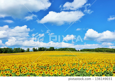 Hokkaido summer blue sky and sunflower landscape Hokkaido summer blue sky and sunflower landscape 136149031