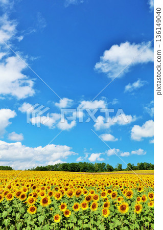 Hokkaido summer blue sky and sunflower landscape Hokkaido summer blue sky and sunflower landscape 136149040