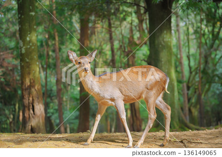 Sika deer walking through the forest of Kasuga Taisha Shrine Sika deer walking through the forest of Kasuga Taisha Shrine 136149065