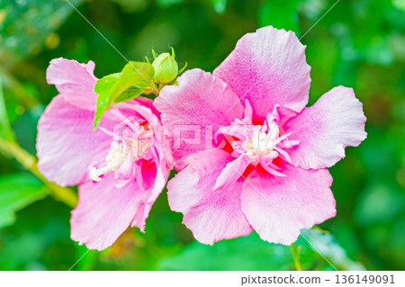 Flowers around the house, various in the four seasons. Beautiful pink Rose of Sharon flowers have begun to bloom in the park in early summer. Flowers around the house, various in the four seasons. Beautiful pink Rose of Sharon flowers have begun to bloom in the park in early summer. 136149091